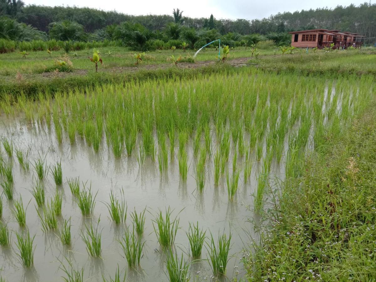 ไร่นาบัวหลวง คาเฟ่ & ฟาร์มสเตย์ Raina Bualuang Cafe & Farm Stay Ban Na No 외부 사진