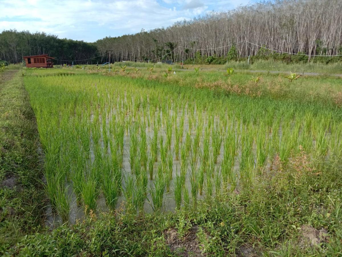ไร่นาบัวหลวง คาเฟ่ & ฟาร์มสเตย์ Raina Bualuang Cafe & Farm Stay Ban Na No 외부 사진
